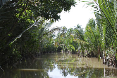 Trees growing by calm countryside lake