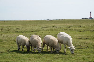 Sheep grazing on field against sky