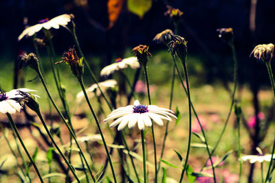 Close-up of white flowering plants on field