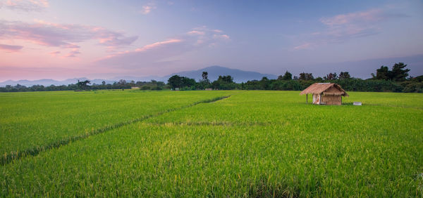 Scenic view of agricultural field against sky