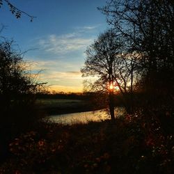 Silhouette trees on field against sky at sunset