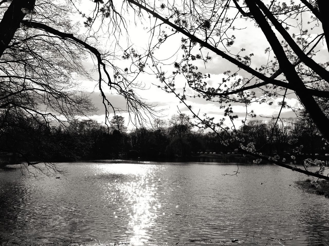 tree, water, tranquility, waterfront, branch, lake, tranquil scene, reflection, scenics, beauty in nature, bare tree, nature, river, silhouette, sky, rippled, growth, idyllic, outdoors, no people