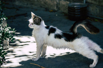 View of a cat looking away