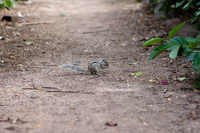 View of a bird on field