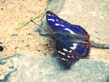 Close-up of butterfly on flower