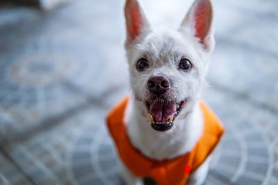 Portrait of white dog