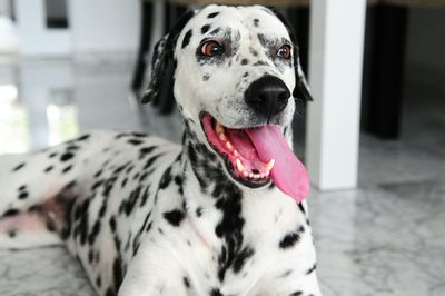 Close-up portrait of dog