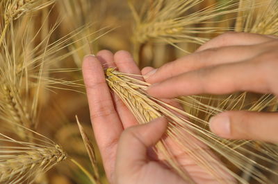 Close-up of hand holding wheat