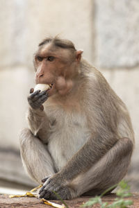The rhesus macaque or macaca mulatta is one of the best-known species of old world monkeys. 