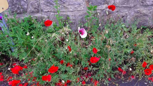 Close-up of red poppy flowers growing on field