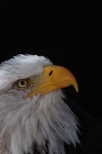 Close-up of a bird