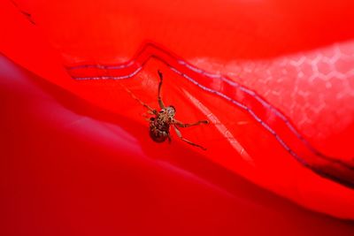 Mesosa beetle in red background