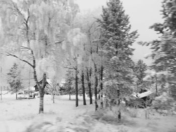 Trees on snow covered land