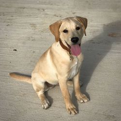 Portrait of dog sitting outdoors