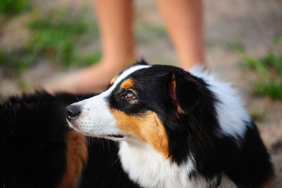 Close-up of dog looking away