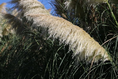 Close-up of dog on grass