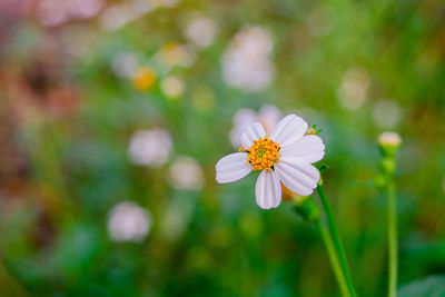 Close-up of white flowering plant