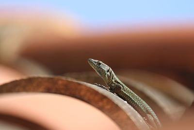 Close-up of lizard