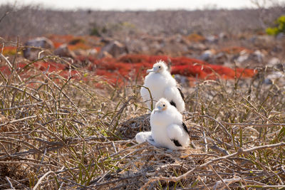 Galapagos small bobies