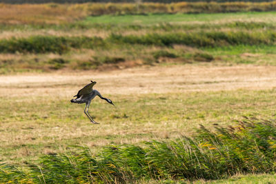 Bird flying over a field