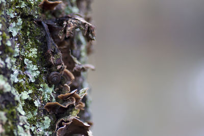 Close-up of lichen growing on tree