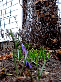 Close-up of crocus plants against sky