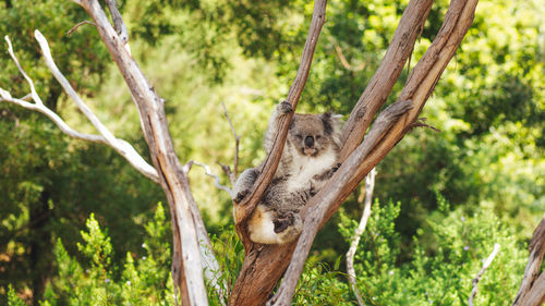 Portrait of a monkey on tree branch