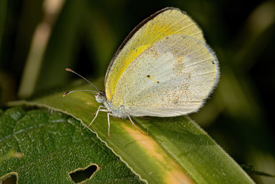 Close-up of butterfly on plant