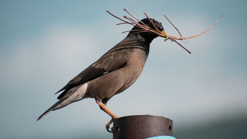 Close-up of bird perching on branch