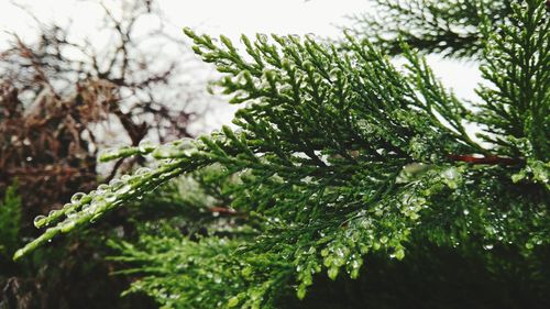 Low angle view of tree against sky