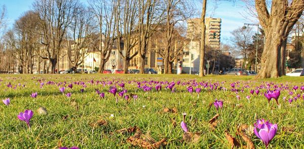 Purple crocus flowers growing in field