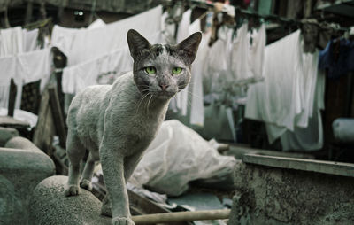 Cat on ledge