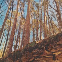 Low angle view of trees in forest