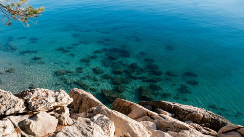 High angle view of coral in sea