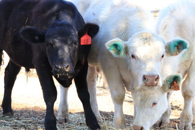Portrait of cows standing in field