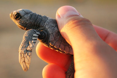Cropped hand holding turtle on sunny day