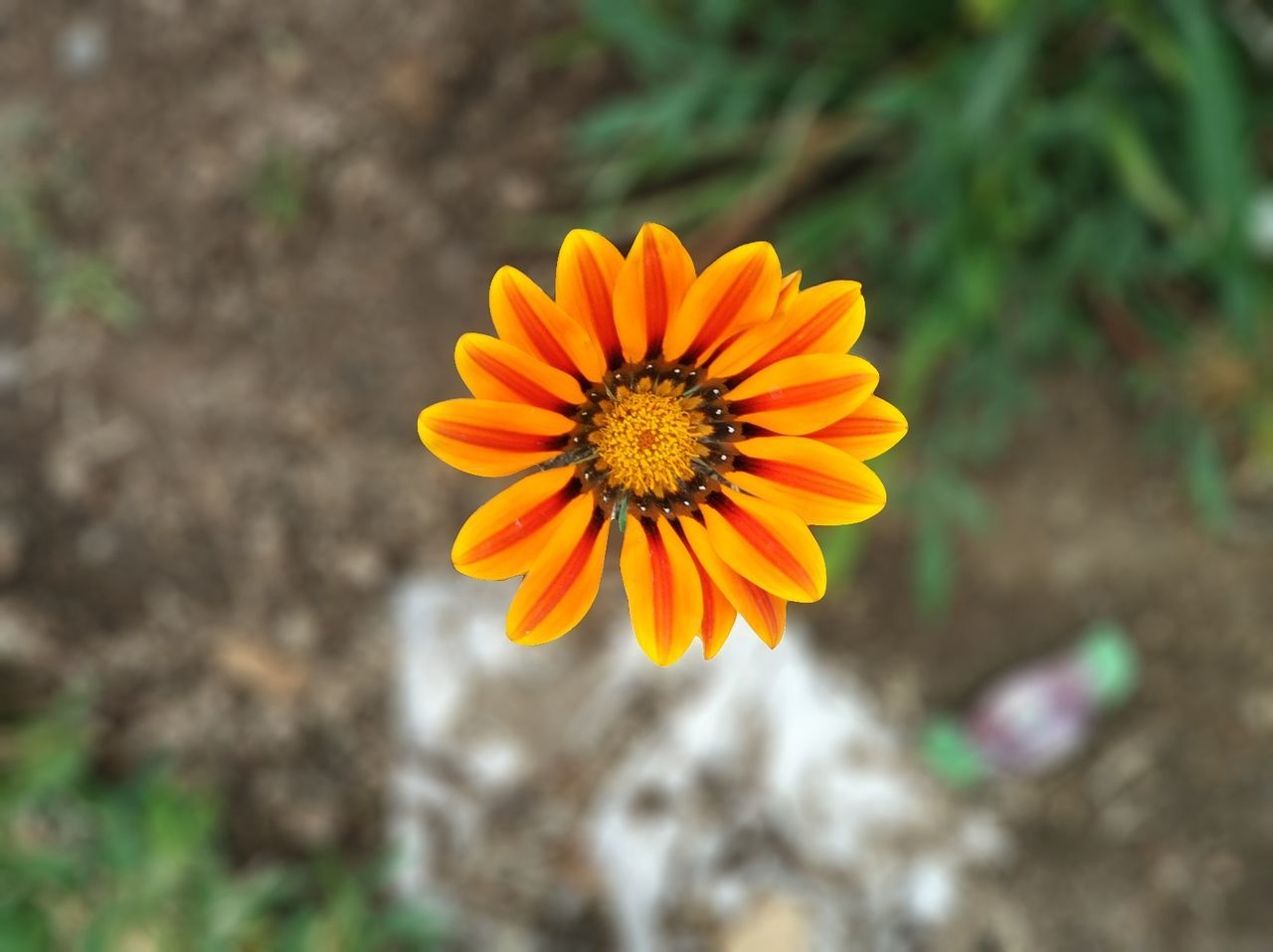 flower, nature, beauty in nature, petal, yellow, fragility, growth, flower head, plant, freshness, outdoors, close-up, blooming, no people, day