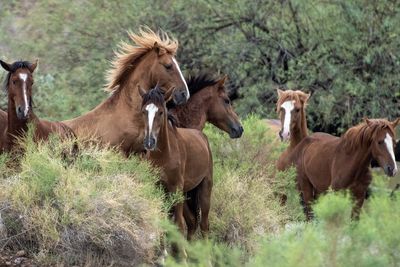 Horses in a field