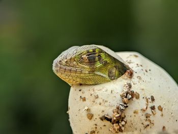 Close-up of a lizard