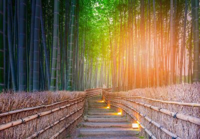 Bamboo forest in kyoto, japan.