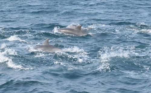 View of dolphins swimming in sea