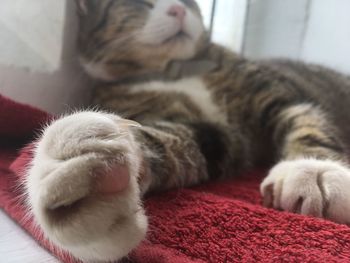 Close-up of cat lying on red blanket