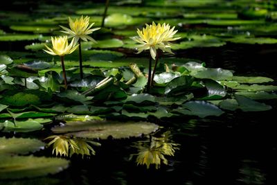 Close-up of water lily in lake