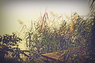 Close-up of plants against calm water