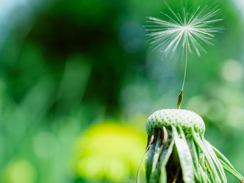 Close-up of dandelion on plant