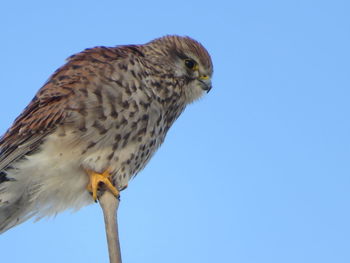 Low angle view of eagle perching against sky