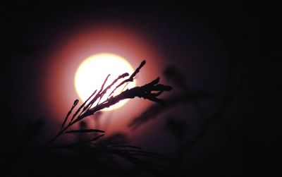 Close-up of silhouette plant against bright sun