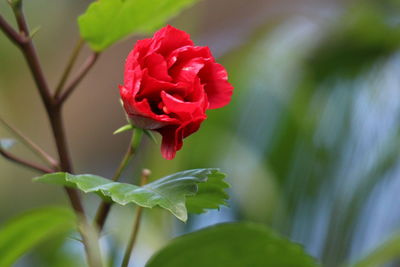 Close-up of red rose