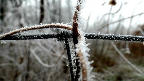 Close-up of spider web on snow