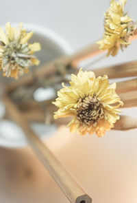 Close-up of white daisy flowers